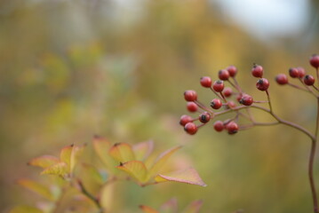 small red rose hips close-up on a branch, green fruits antioxidants, red texture on a green background, abstract gradient, blurred silhouette, organic, healthy berry, fruit tea, healthy food	
