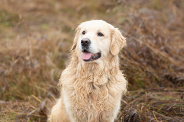 Portrait of a dog, Golden Retriever in the autumn forest,Dog walk in autumn.