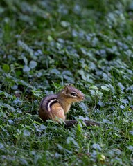 Vertical shot of a cute furry chipmunk sitting on the green grass