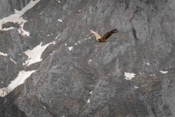 Common buzzard flying high near the mountains in Spain