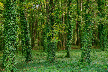 Trees in a thicket of ivy
