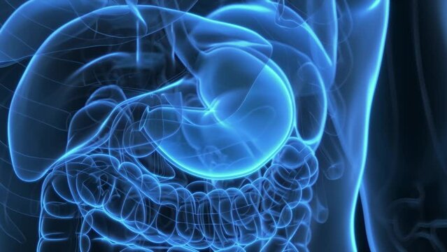 3d rendered medical animation of hormones being produce by the stomach