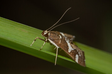 bug on a leaf