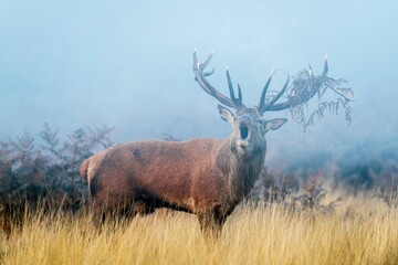 Naklejka na ściany i meble View of a beautiful Red deer grunting in a field on a foggy day