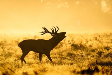 View of a beautiful Red deer grunting in a field during sunset
