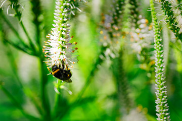 A large bee hangs on a white zetka upside down