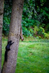 Wholesome vertical of black and brown squirrels climbing the tree towards each other