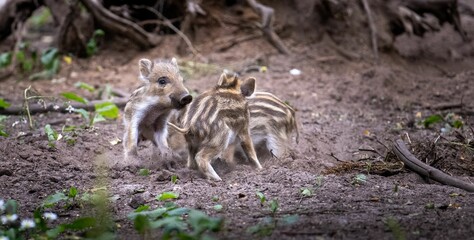 Baby boars in nature during the daytime