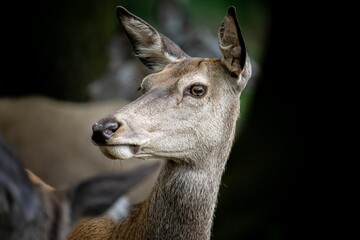 Closeup of a cute deer in nature looking away