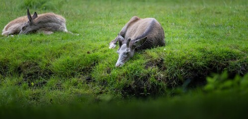 Fototapeta na wymiar Panoramic shot of two cute deers lying on the green grass and resting