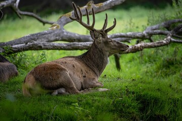 Beautiful deer lying on the grass during the daytime