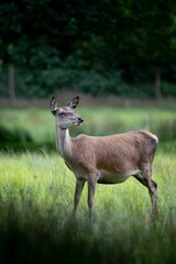 Naklejka na ściany i meble Vertical shot of a beautiful brown deer in nature isolated on a blurred background