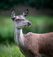 Fototapeta premium Closeup of a beautiful brown deer in nature isolated on a blurred background
