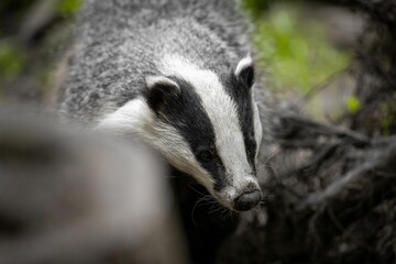 Closeup of a cute European badger in nature during the daytime