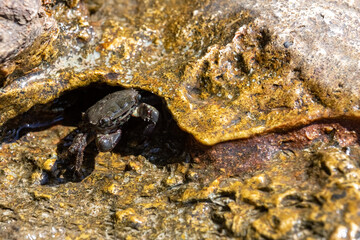Stone crab in the sea on rocks . Eriphia verrucosa. Inhabitants of the Black Sea. Crimea.