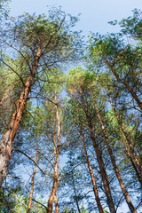 pine branch with a cone close up against the blue sky