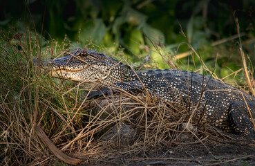   Alligator Resting on Cypress Knees
