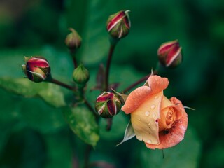 Selective focus shot of wet orange rose in the garden on blur green background