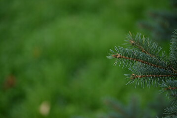 Green branches of a Christmas tree, coniferous saturated tree branches close-up, background of a tree needle