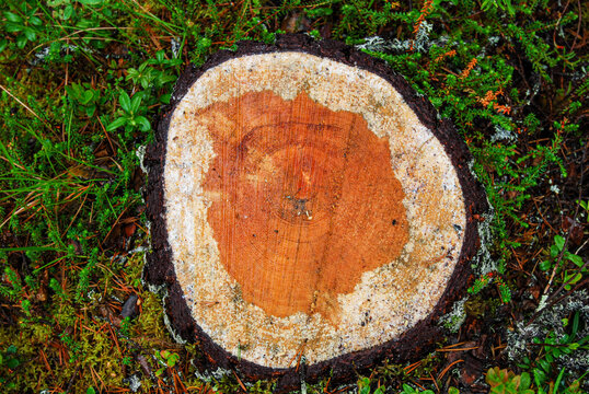 Tree stumb with orange heart