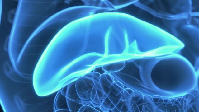3d rendered medical animation of hormones being produce by the liver