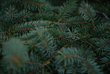 Naklejka na ściany i meble Green branches of a Christmas tree, coniferous saturated tree branches close-up, background of a tree needle