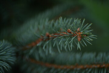 Naklejka na ściany i meble green branches of a pine tree close-up, short needles of a coniferous tree close-up on a green background, texture of needles of a Christmas tree close-up