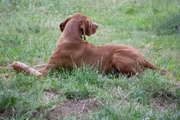 dog on the grass