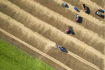 Harvest with laying in rolls and subsequent selection and threshing of rolls. Accumulation of...
