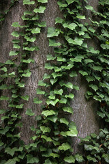 Green ivy growing on the tree trunk