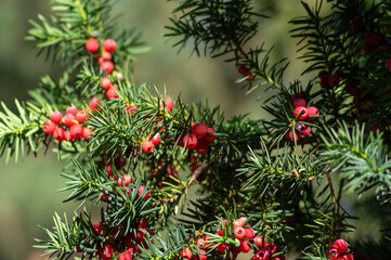 Taxus baccata European yew is conifer shrub with poisonous and bitter red ripened berry fruits, green needles