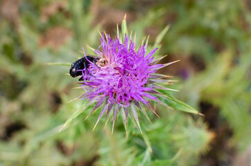 bee on a flower
