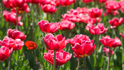 Pink tulips bloom under sunshine in the garden.