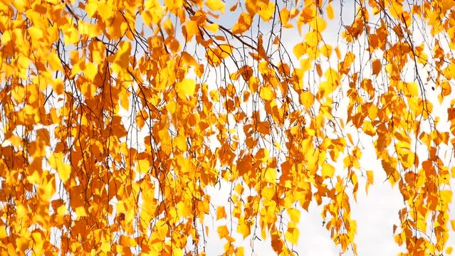 Birch tree golden foliage in autumn, yellow fall leaves on sunny autumn day, nature background