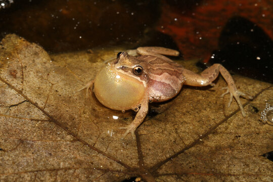 Western Chorus Frog (Pseudacris triseriata) making a trilling call at night to attract a female frog. 
