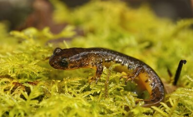Closeup on the rare Olympic torrent salamander, Rhyacotriton olympicus sitting on green moss