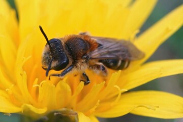 Closeup on a female Short-fringed Mining Bee, Andrena dorsata, sitting in a yellow flower