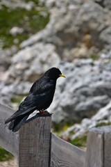 Selective focus shot of alpine chough (pyrrhocorax graculus) perched on a wooden fence