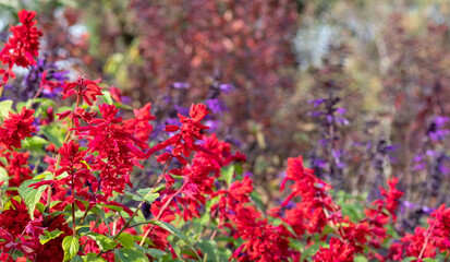 Flower bed filled with colourful red and purple salvia flowers, photographed in autumn at Wisley, Surrey UK.