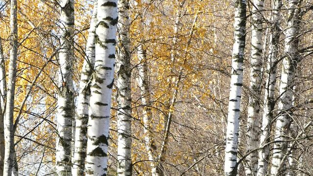 European white birch trees in autumn, leaf fall in sunny weather