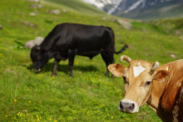 Fototapeta na wymiar Black Sea, cows grazing in the pasture at the foot of Kaçkar Mountain.