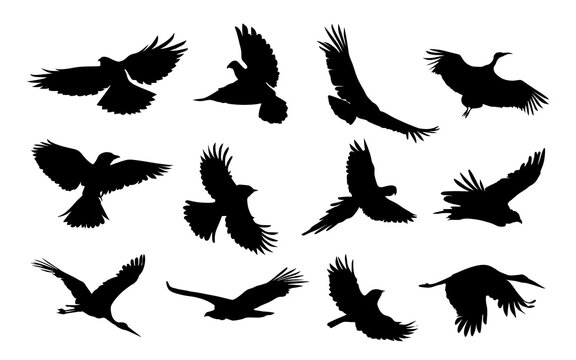 Silhouettes of various types of birds in flight