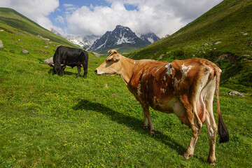 Black Sea, cows grazing in the pasture at the foot of Kaçkar Mountain.