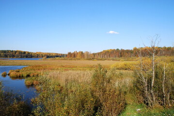 Autumn trees with bright foliage. Autumn sunny day, deciduous tall trees grow on the shore of the lake. The leaves on them turned yellow, red and orange coloring the landscape.