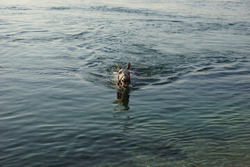 a horse swimming in the Euphrates river