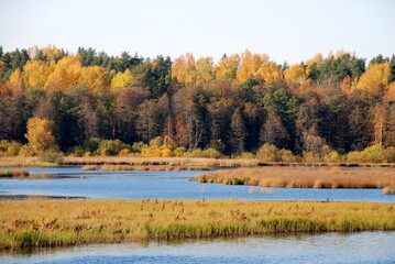 Fototapeta na wymiar Autumn trees on the lake. Autumn sunny day, deciduous tall trees grow on the shore of the lake under the blue sky. The leaves on them turned yellow, red and orange coloring the landscape.