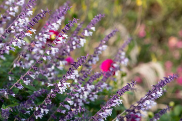 Flower bed filled with colourful purple and white long stemmed Phyllis Fancy salvia flowers, photographed in autumn in the garden at RHS Wisley, Surrey UK.