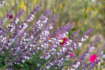 Obraz premium Flower bed filled with colourful purple and white long stemmed Phyllis Fancy salvia flowers, photographed in autumn in the garden at RHS Wisley, Surrey UK.