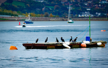 Cormorants sunning themselves, Conwy Marina and Conwy Estaury, Conwy, Wales