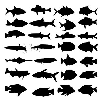 Vector silhouettes of various types of fish